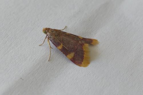 Hypsopygia costalis